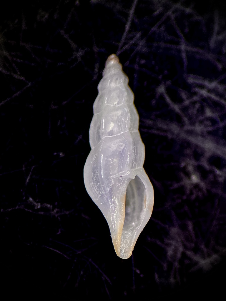 Ithycythara