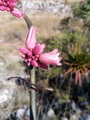 Adenia densiflora