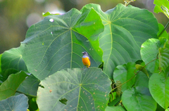 Dicaeum trigonostigma