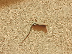 Phoenicolacerta kulzeri