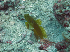 Cryptocentrus cinctus