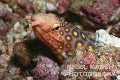 Ophichthus polyophthalmus