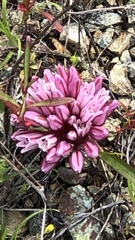 Lophioprason