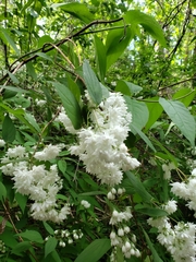 Deutzia