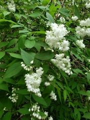 Deutzia