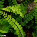 Maidenhair Spleenwort - Photo (c) Diddlecome Dawcock, some rights reserved (CC BY-NC-ND)