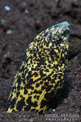 Callechelys marmorata