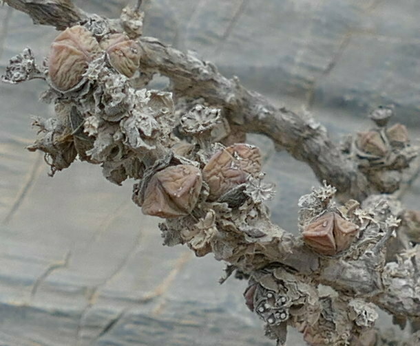 Juttadinteria cinerea (Marloth) Schwantes 2