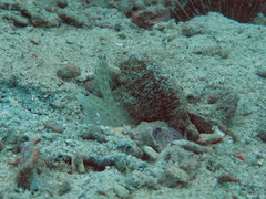Ctenogobiops pomastictus