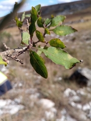 Oplonia minor