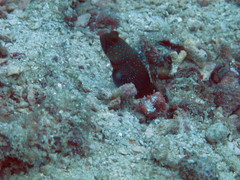Cryptocentrus cinctus