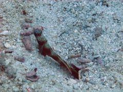 Amblyeleotris latifasciata