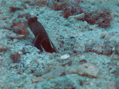 Cryptocentrus cinctus