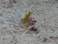 Cryptocentrus cinctus