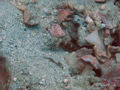 Cryptocentrus strigilliceps