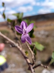 Oplonia minor
