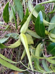 Secamone pachyphylla