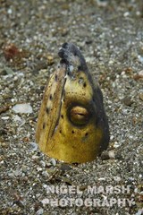 Ophichthus altipennis
