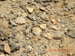 Eremiaphila brunneri