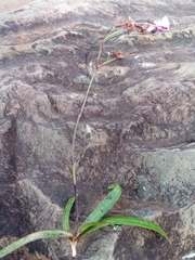 Cynorkis purpurea