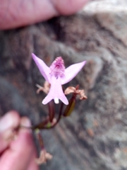 Cynorkis purpurea