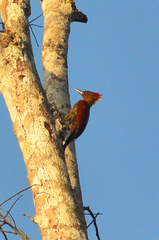 Chrysophlegma miniaceum