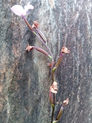 Cynorkis purpurea