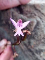 Cynorkis purpurea