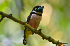 Eurylaimus ochromalus