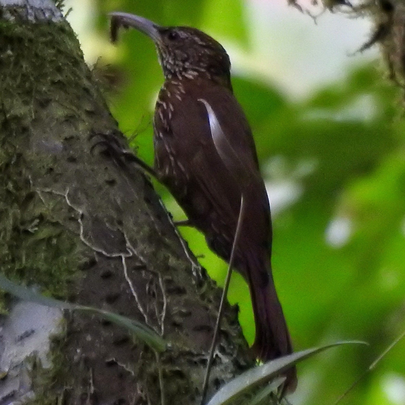 Montane Woodcreeper illustration