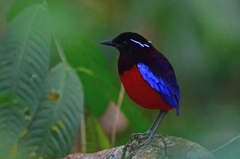 Erythropitta ussheri