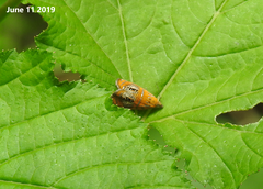 Olethreutes captiosana