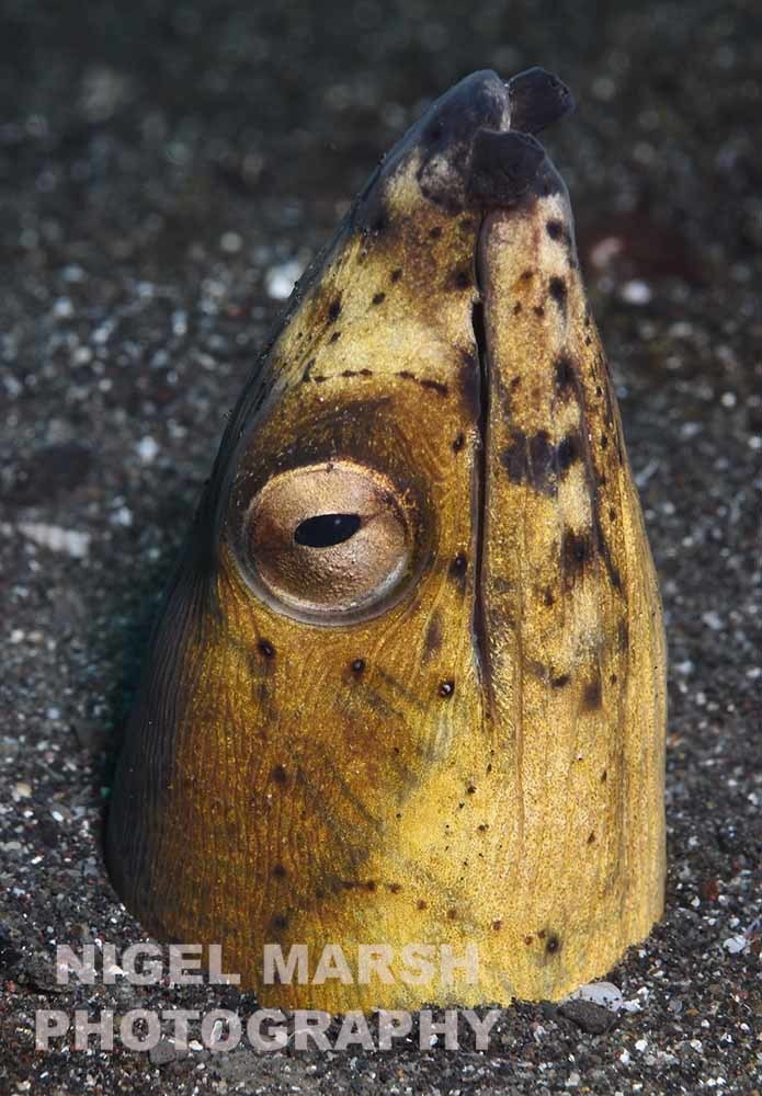Blackfin snake eel (Ophichthus altipennis) — Ophichthidae