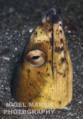 Ophichthus altipennis