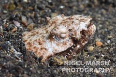 Brachysomophis crocodilinus