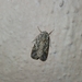 Spodoptera