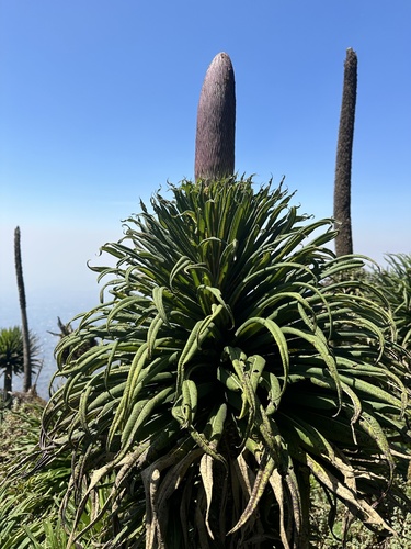 Lobelia stuhlmannii