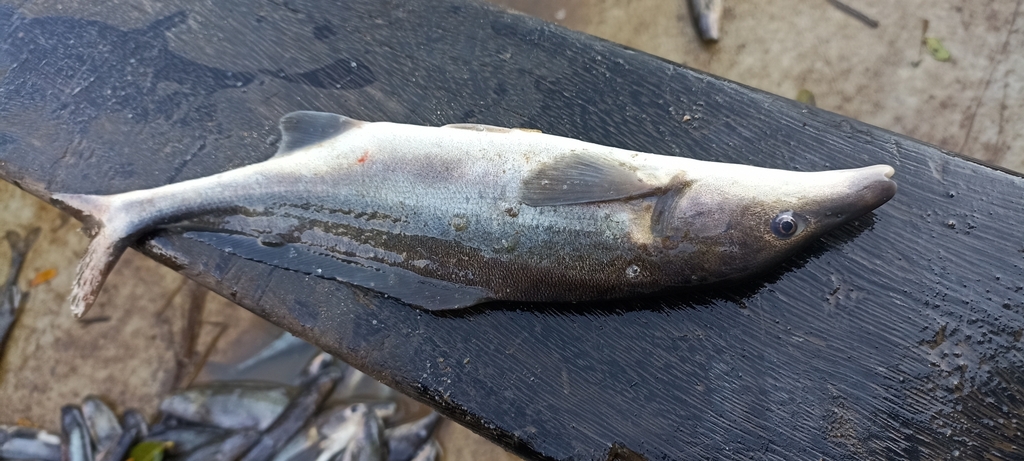 Eastern bottlenose (Mormyrus longirostris) — Mormyridae