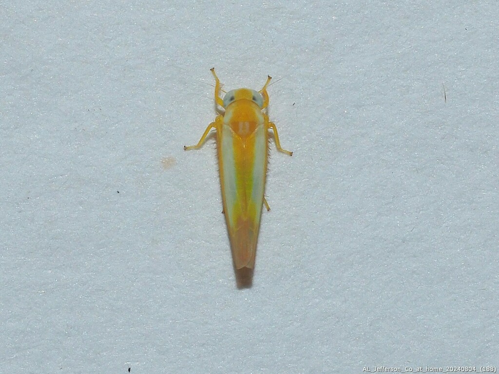 Alebra floridae