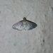 Herpetogramma licarsisalis