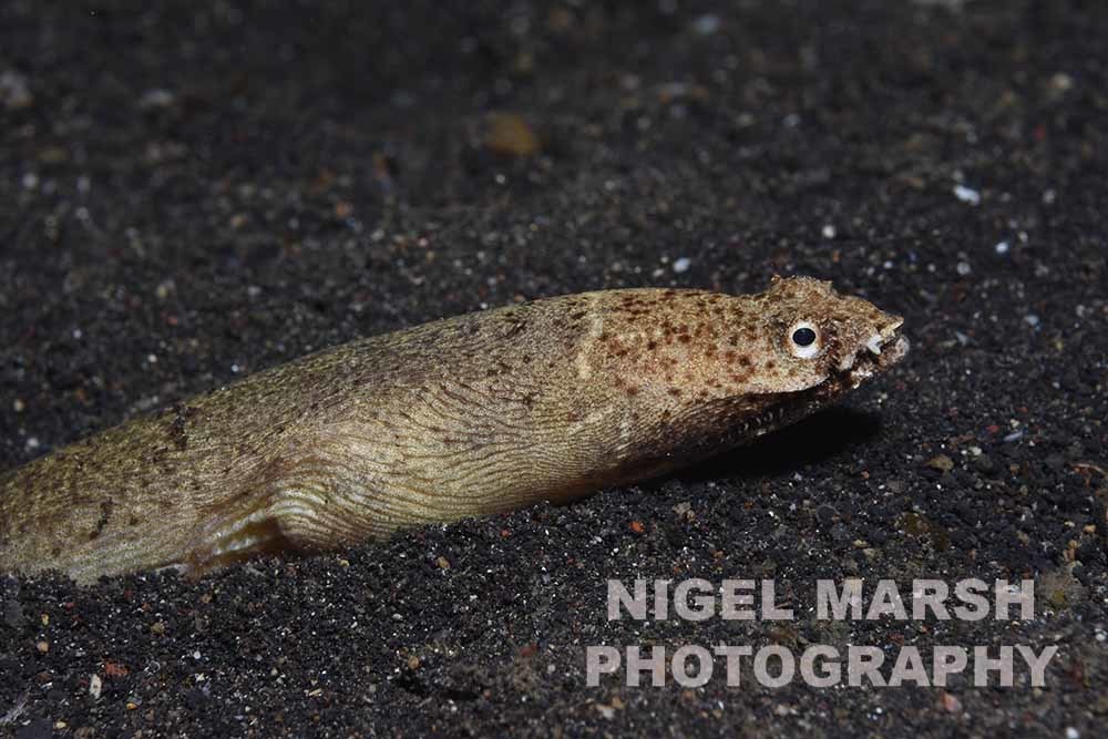 Crocodile Snake Eel (Saltwater Fish of the Indo Pacific) · iNaturalist