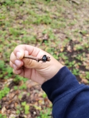 Platycerus