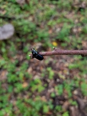 Platycerus