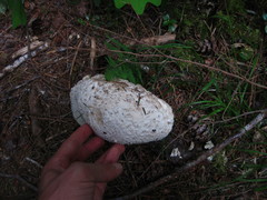 Calbovista subsculpta