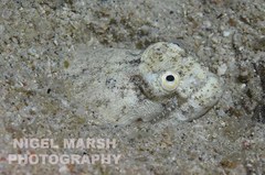 Brachysomophis crocodilinus