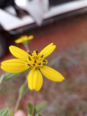 Aspilia bojeri