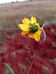 Aspilia bojeri