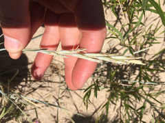 Elymus lanceolatus