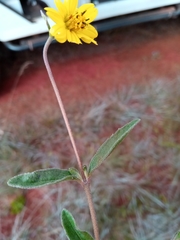 Aspilia bojeri