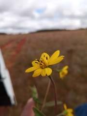 Aspilia bojeri